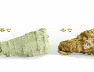 春三七與冬三七區(qū)別詳解，選三七尤其需要注意的知識