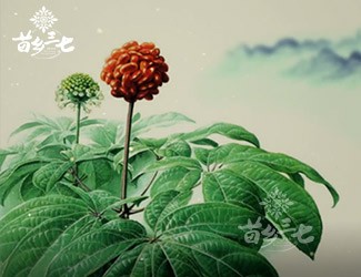 三七有副作用嗎？來看看歷史怎么說