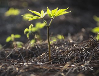 市場(chǎng)上售賣的野生三七出自哪里？