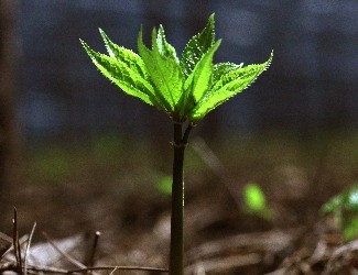 三七的普通種植和GAP種植有什么不同？
