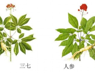 三七人參功效區(qū)別，“北參南七”說法的由來