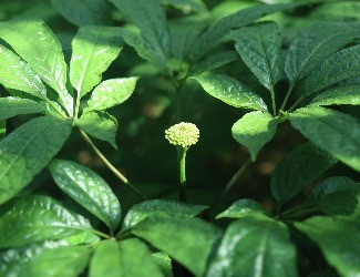 三七怎么吃：涼拌三七花蟲草花，風(fēng)雅吃花，清爽養(yǎng)生