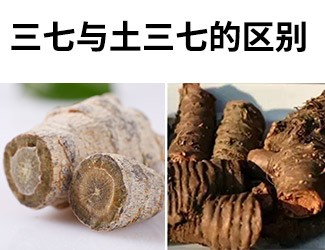 揭秘土三七和三七的差異性，警惕吃錯(cuò)易導(dǎo)致肝臟衰竭