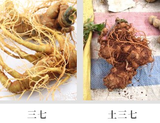 文山三七價格琳瑯滿目，當心三七和土三七區(qū)別