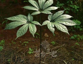 三七粉沖水的正確吃法，四個(gè)沖泡要領(lǐng)你知道幾個(gè)？